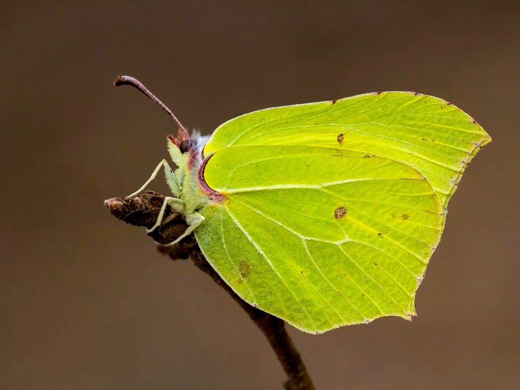 butterfly lime and brown butterfly lime color